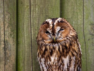 Tawny owl (Strix aluco) in front of a wooden wall