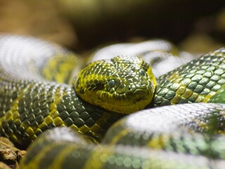 Closeup of a Green anaconda's head shot in a zoo