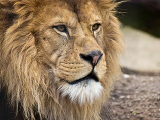 Closeup portrait of a lion looking straight forward, in a zoo
