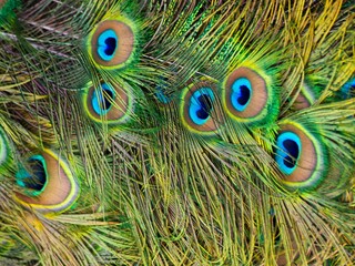 Fototapeta premium Closeup of a peacock's tail detail