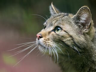 Close-up shot of a cute gray fluffy cat looking aside