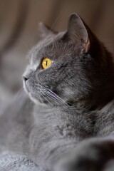 Vertical shot of a fluffy gray cat with serious eyes lying on the bed