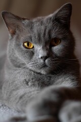 Vertical shot of a fluffy gray cat with serious eyes lying on the bed