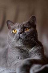 Vertical shot of a fluffy gray cat with serious eyes lying on the bed