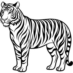 tiger illustration