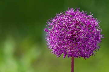 Closeup shot of a purple giant allium