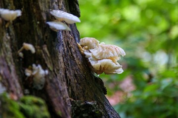Selective focus shot of oyster mushrooms growing on a tree trunk in the woods with blur background