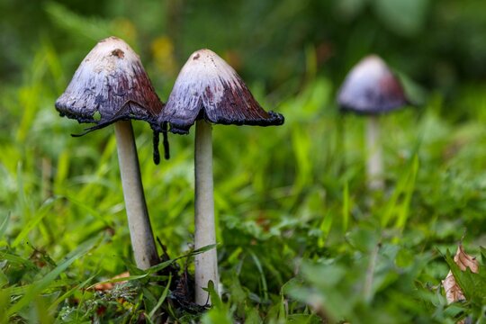 Selective focus shot of the common ink cap growing in green grass with blur background