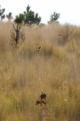 Vertical of landscape view with ribbon grass pastures green trees around