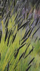 Vertical closeup of cattails blurred background
