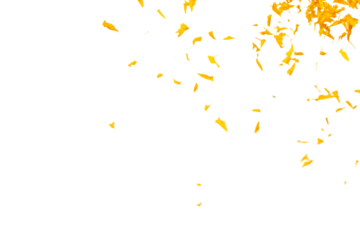 Yellow Marigold petals falling romantic white background isolated with yellow marigold flower petals flying. Religious floral spring season, ritual invitation yellow marigold petals in mid air