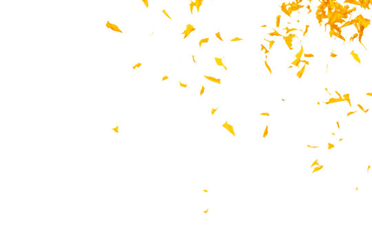 Yellow Marigold petals falling romantic white background isolated with yellow marigold flower petals flying. Religious floral spring season, ritual invitation yellow marigold petals in mid air
