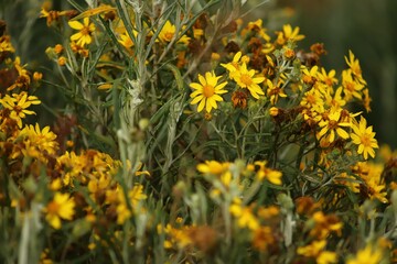 Closeup of Viguiera flowers outdoors on the blurred background