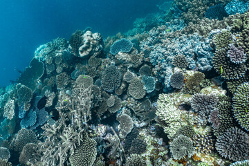 coral reef