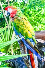 Vertical side closeup of a macaw perching on a tree branch sunlit green leaves blurred background