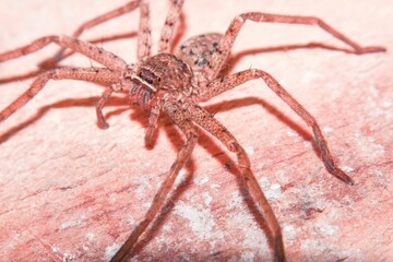 Closeup of a wolf spider with a light on a wooden background