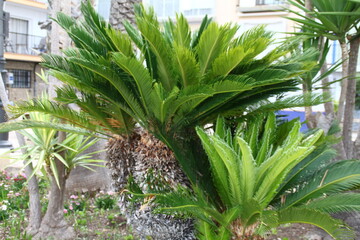 Fototapeta premium palmera