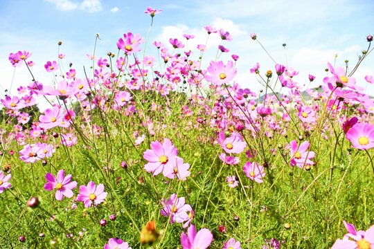 Closeup of a field of pink cosmos flowers neil overy sunlit cloudy sky background