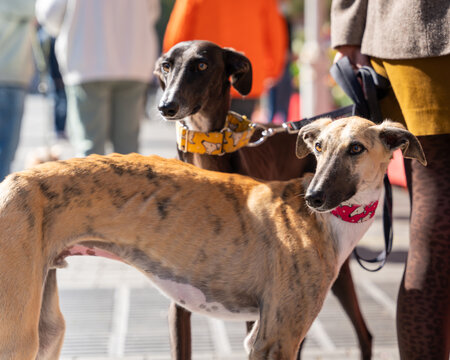 Two Spanish Greyhound on a leash in the city close up. The Galgo Espa&ntilde;ol, or Spanish Greyhound, is an ancient breed of dog, a member of the sighthound family. 