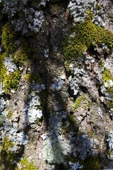 Closeup of an old mossy surface