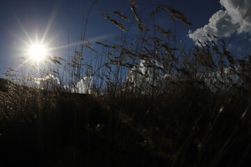 Selective of grass against the shining sun