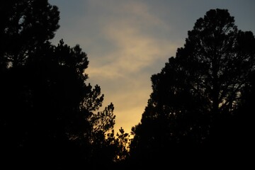 Silhouette of trees in a forest during the sunset