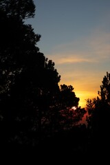 Vertical shot of tree silhouettes with a dramatic orange sunset sky in the background