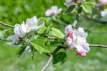 Apple blossom buds in spring, malus domestica gloster apple tree. Buds on spring apple tree. Spring branch of apple tree with pink budding buds