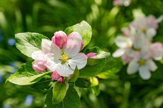 Apple blossom buds in spring, malus domestica gloster apple tree. Buds on spring apple tree. Spring branch of apple tree with pink budding buds