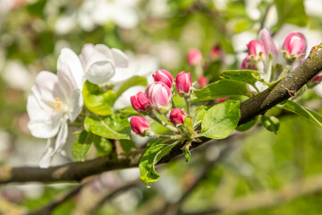 Apple blossom buds in spring, malus domestica gloster apple tree. Buds on spring apple tree. Spring branch of apple tree with pink budding buds