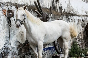 White stallion (Equus caballus) with a halter on, tethered to a rusty metal ring on an old wall