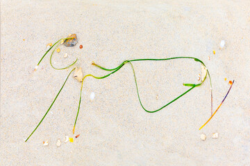 background of shells and seagrass at the beach giving a Wabi Sabi feeling of the picture...