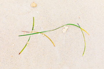 background of shells and seagrass at the beach giving a Wabi Sabi feeling of the picture compositioh in japanese style