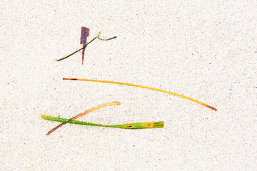 background of shells and seagrass at the beach giving a Wabi Sabi feeling of the picture compositioh in japanese style