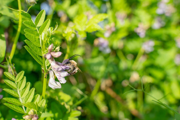 Biene bei der Arbeit im Blütenmeer
