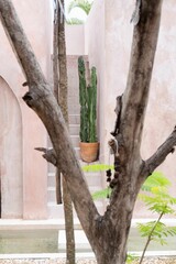 Vertical shot of a fresh green plant with rustic decor in a backyard
