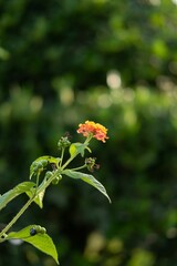 Vertical shot of a delicate West Indian Lantana (Lantana camara) on the blurred background