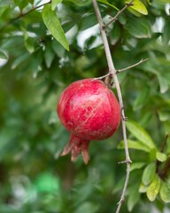 Vertical shot of a ripe pomegranate on a tree in the garden
