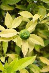 Vertical shot of a lime growing on a tree in the garden