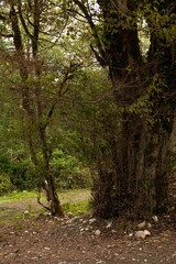 Naklejka premium Vertical shot of a deciduous forest in autumn