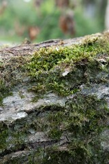 Vertical shot of moss on a tree bark