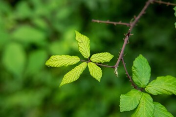 Closeup shot of the green leaves growing on a tree