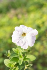 Vertical shot of a beautiful white petunia flower in a full bloom in  the garden