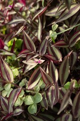 Vertical shot of beautiful silver inch (Tradescantia zebrina) plant growing in the garden