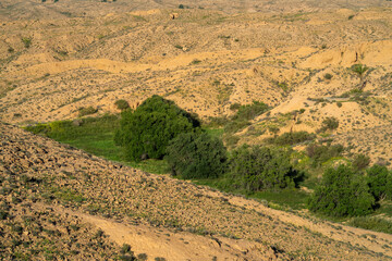 Naklejka premium Dahar, southern Tunisian region, green after the rain