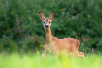 Deer in wilderness in summer