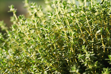 Fresh thyme herb growing outdoors on a garden in sunlight