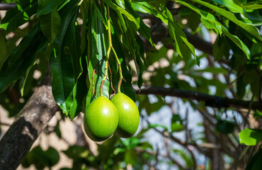 Green young mango fruits hanging on its branch of young mango tree in Thailand