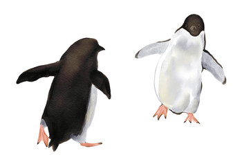 Penguin Family in Antarctica Snowscape two penguins Hand drawn illustration on a transparent background