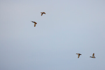 wild ducks in flight in the sky